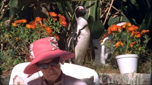 City Slickers: A tale of two African penguins Bild 1