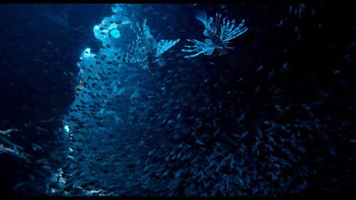 Afrika - Das magische Königreich Bild 5