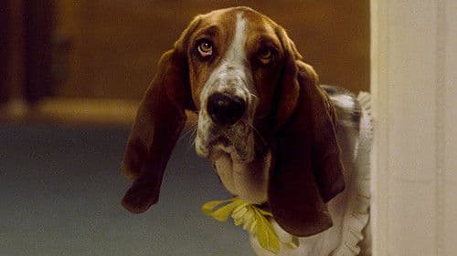 Herzog Hubert Bild 3