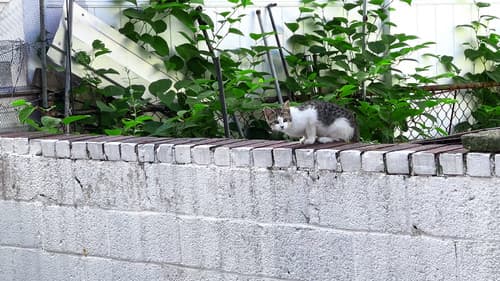 New York Cat Crisis Bild 5