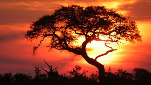 Kouzlo Afriky Bild 1