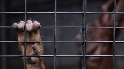 Planet ohne Affen Bild 3