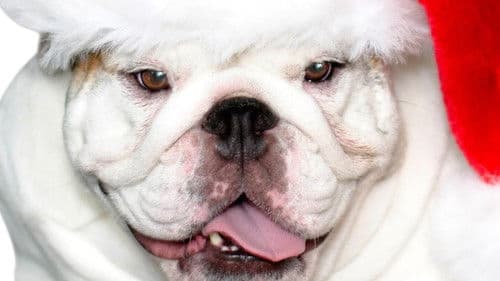 A Bulldog for Christmas Bild 3