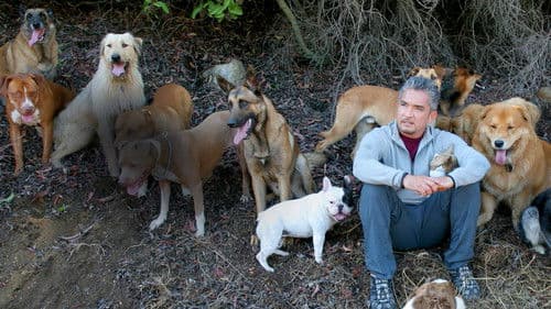 Der Hundeflüsterer Bild 6