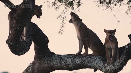 Katavi Africa's Fallen Paradise Bild 4