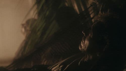 Desvío de noche Bild 6