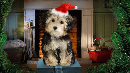Santa Buddies - Auf der Suche nach Santa Pfote Bild 4