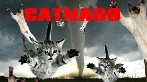 Catnado Bild 5
