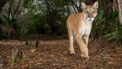 Die Rückkehr des Pumas Bild 8