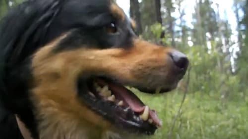 Summer of Dog Bild 1