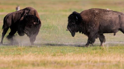 Battle of the Alphas Bild 3