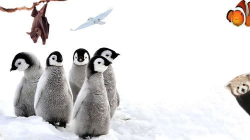 72 Cutest Animals Bild 1