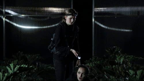 Winterzwiebeln im Sommer Bild 1