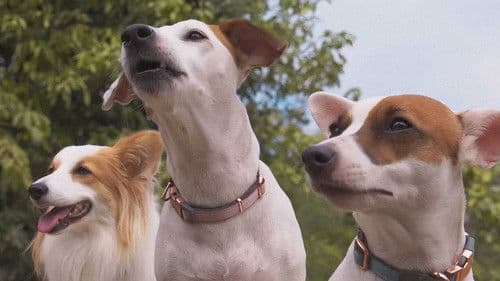 คุณตูบสายดาร์ก ปิดเมืองกัด Bild 2