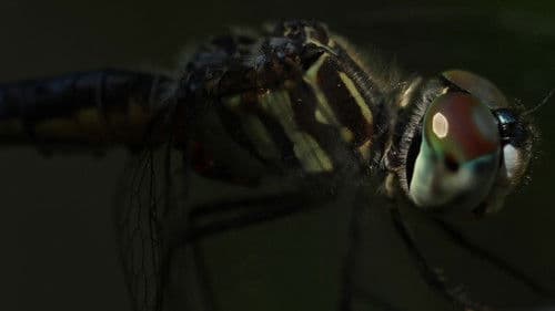 Desynchronized Bild 4