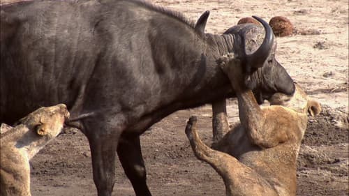 Predator's Playground Bild 3