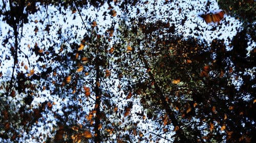 South America Untamed Bild 8