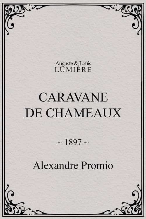 Caravane de chameaux