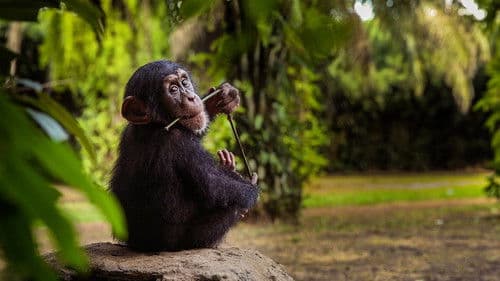 Baby Chimp Rescue Bild 6