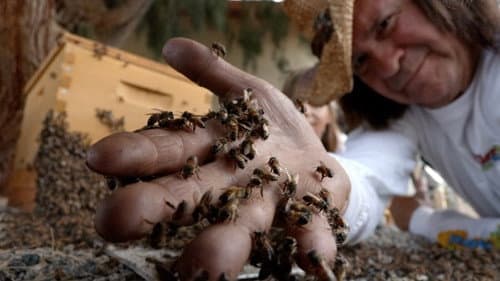 The Killer Bee Catcher Bild 1