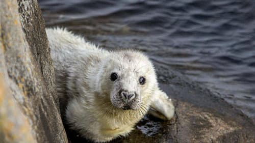 The Secret Life of the Seal Bild 1