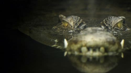 Lair Of The Killer Crocs Bild 3