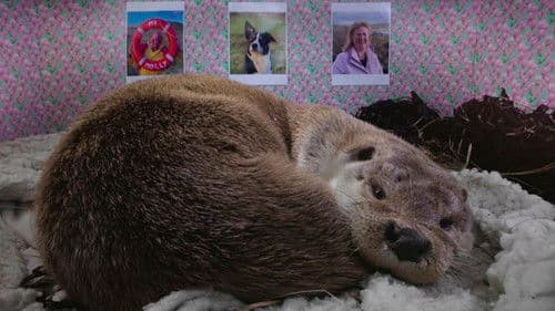Billy & Molly: Eine Liebe zwischen Mensch und Otter Bild 2
