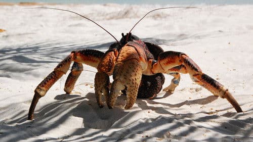 Aldabra: Byl jednou jeden ostrov Bild 1