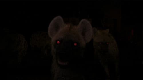 Hyenas Bild 2