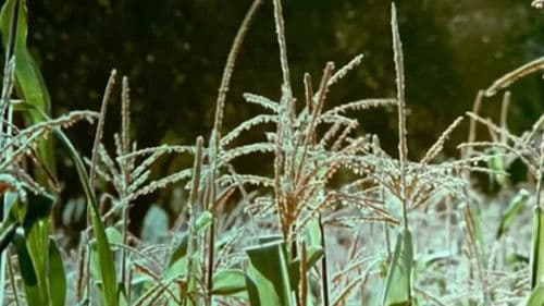 Los murmullos Bild 7