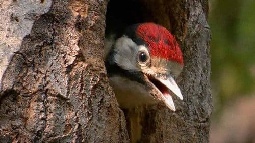 Refúgio dos Pássaros Bild 1