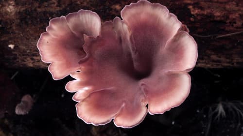 Im Königreich der Pilze Bild 3