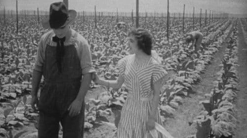 The Rose of Kentucky Bild 1