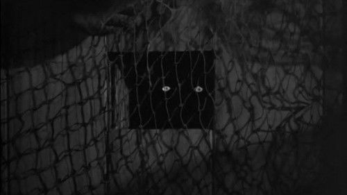 Sh! The Octopus Bild 2