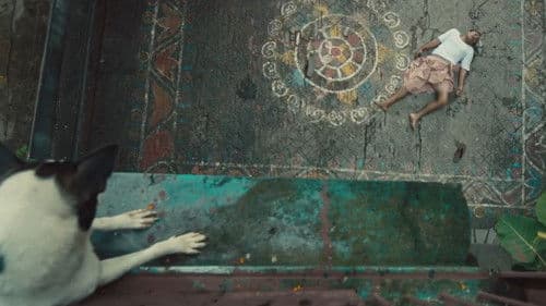 রাত জাগা ফুল Bild 2