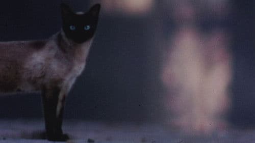 The Perils of Priscilla Bild 3