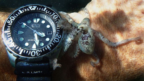 Mein Lehrer, der Krake Bild 4