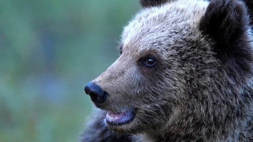 72 Cutest Animals Bild 8