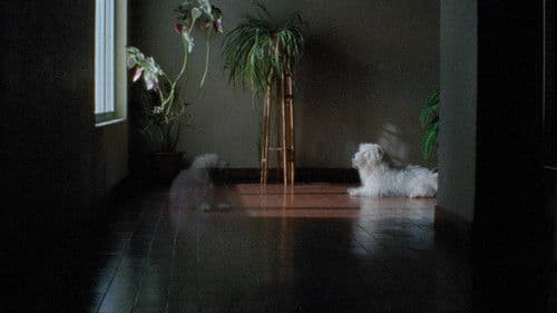 1001 Nacht: Teil 2: Der Verzweifelte Bild 2