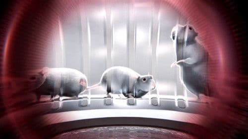 One Rat Short Bild 2