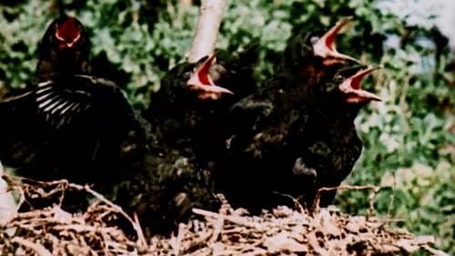 Adler, Wölfe, Abenteuer Bild 1