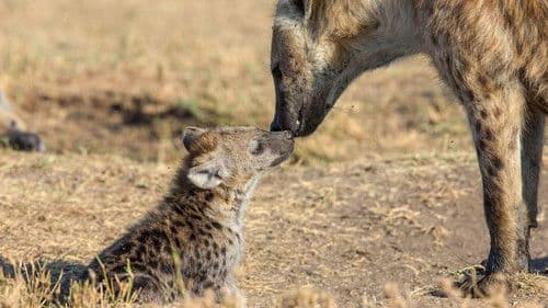 Der Clan der Hyänen Bild 3