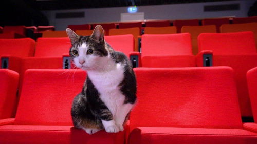 Katzenliebe: Eine Hommage an Katzen Bild 7