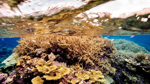 Ocean Paradise Bild 4