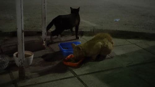 Ψάχνοντας τους Γατανθρώπους Bild 5