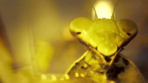 Spaghetti Ramen Bild 4