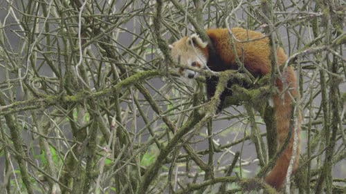 Red Panda: World's Cutest Animal Bild 3