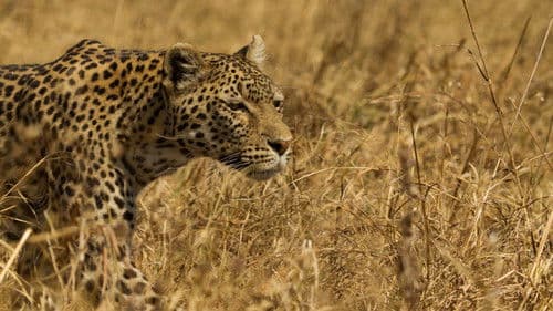 Leopard und Hyäne: Ein tödlicher Pakt Bild 1