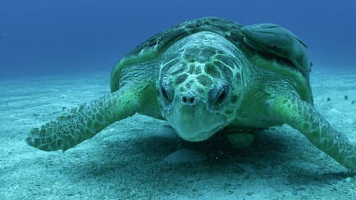 Great Blue Wild Bild 3