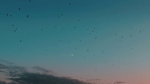 Famille nucléaire Bild 2